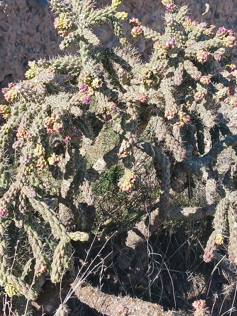 Kelvin Pricklypear