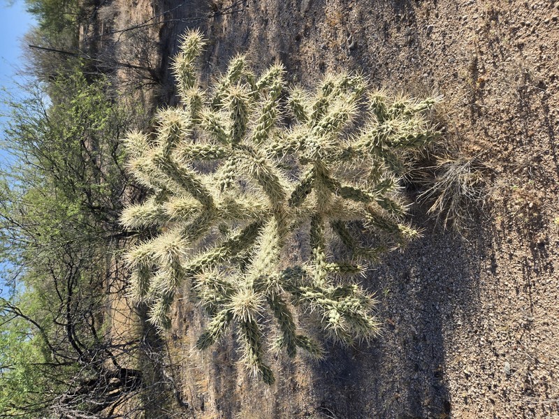 Kelvin Pricklypear photo 2
