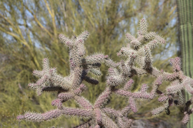 Kelvin Pricklypear photo 3