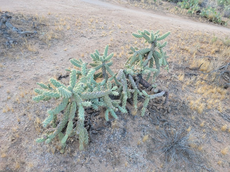 Kelvin Pricklypear photo 4