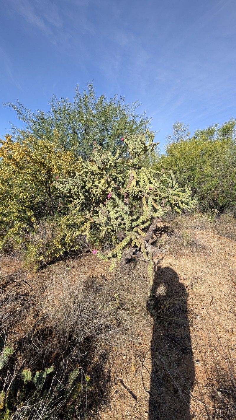 Kelvin Pricklypear photo 5