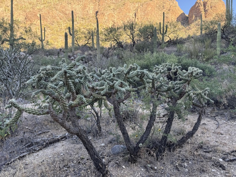 Kelvin Pricklypear photo 6