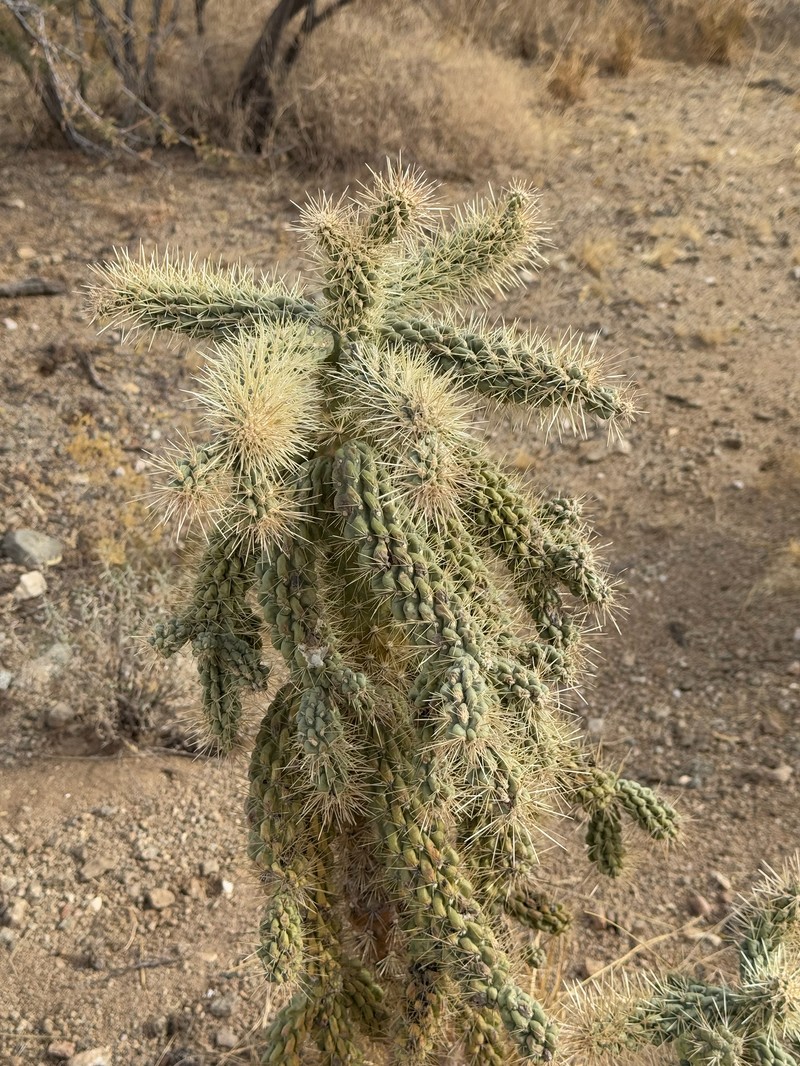 Kelvin Pricklypear photo 7