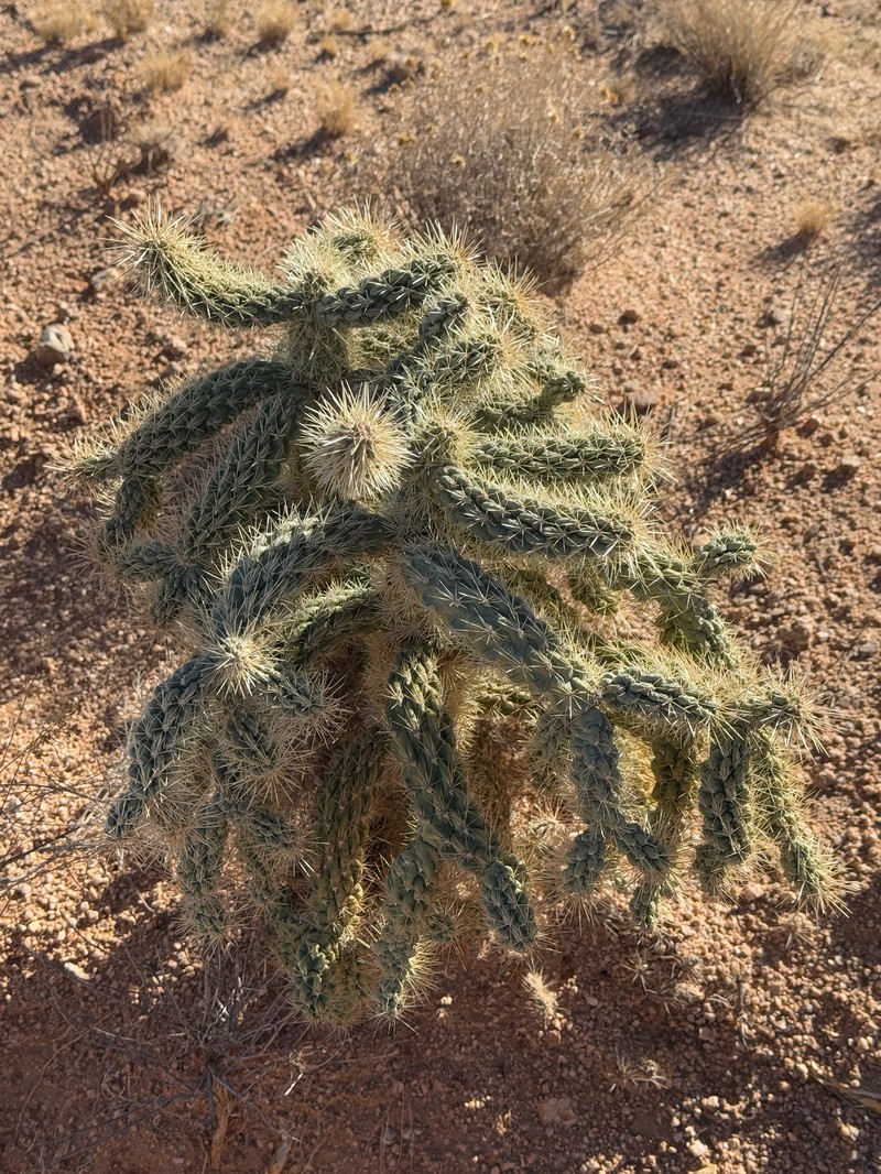 Kelvin Pricklypear photo 8