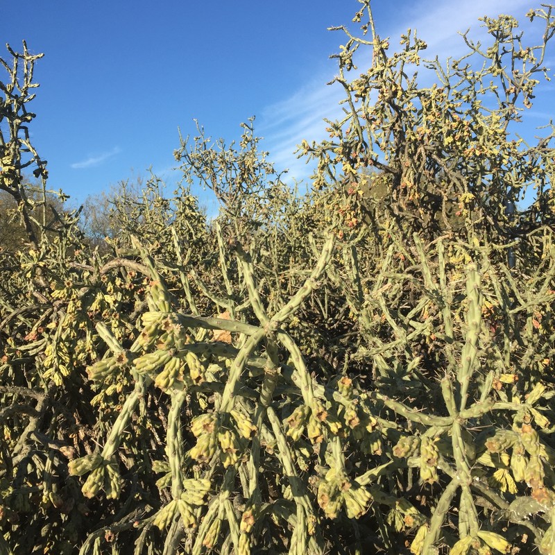 Cylindropuntia × neoarbuscula