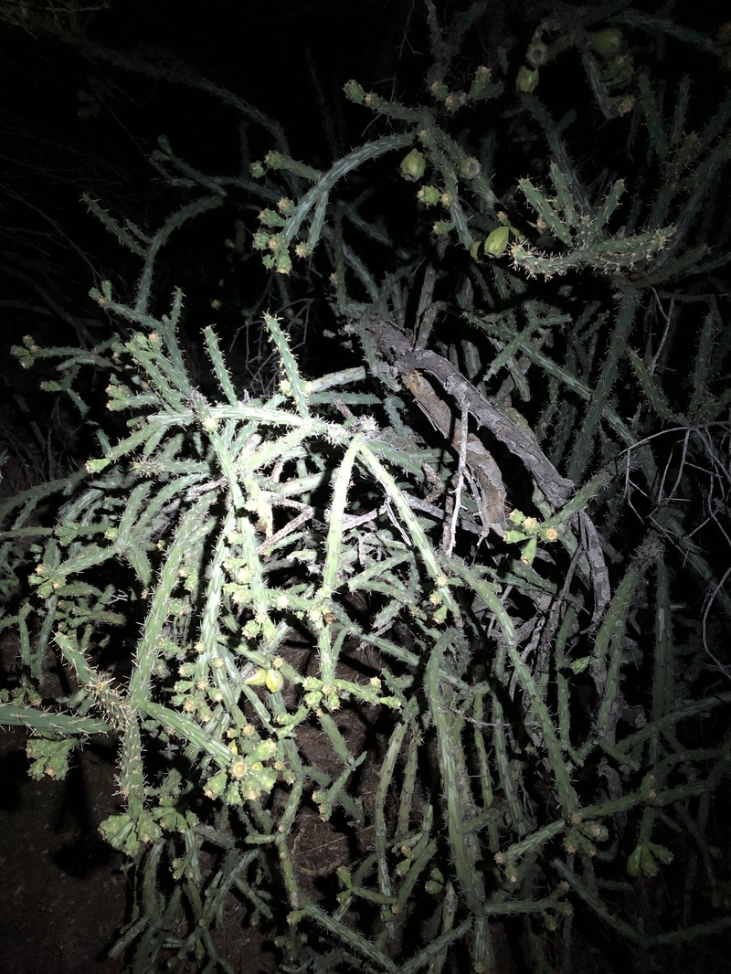Cylindropuntia × neoarbuscula photo 2