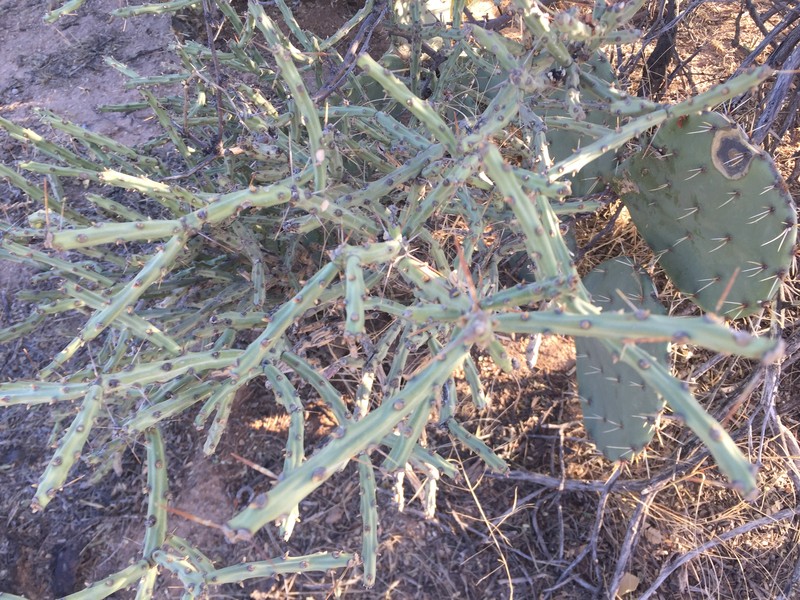 Cylindropuntia × neoarbuscula photo 3