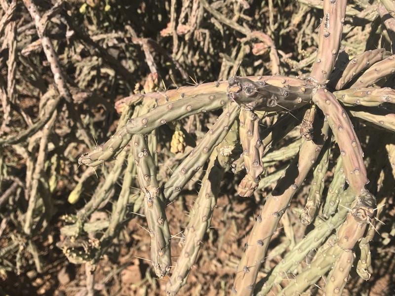 Cylindropuntia × neoarbuscula photo 4