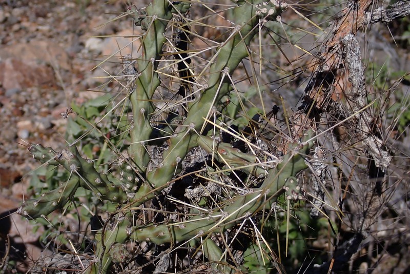 Cylindropuntia × tetracantha