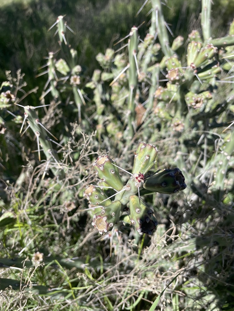 Cylindropuntia × tetracantha photo 2