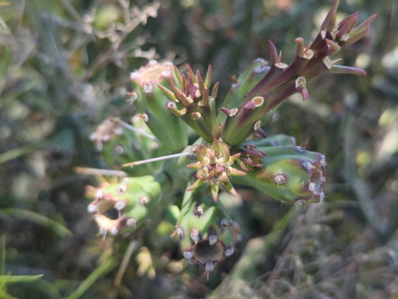 Cylindropuntia × tetracantha photo 3