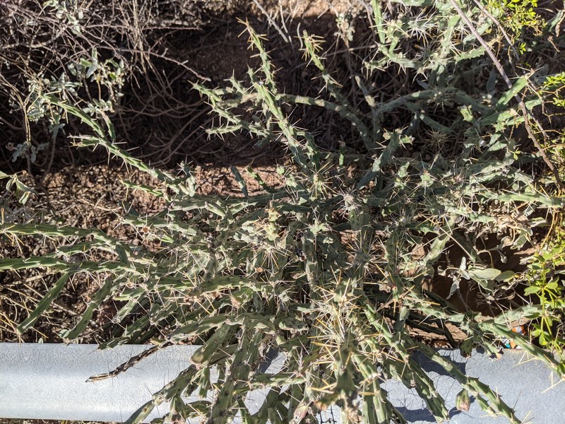Cylindropuntia × tetracantha photo 4
