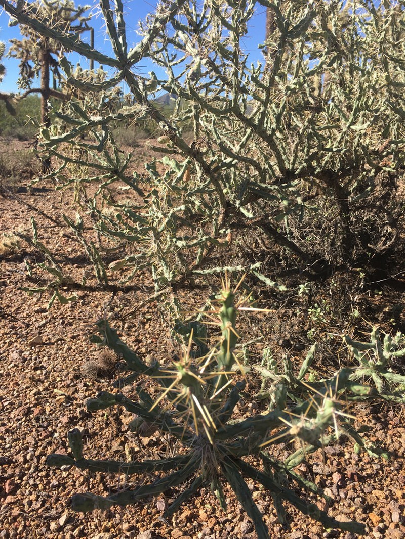 Cylindropuntia × tetracantha photo 5