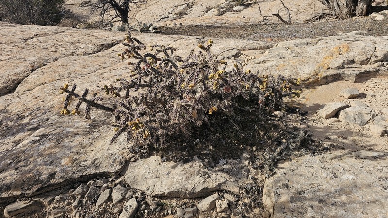 Cylindropuntia × viridiflora photo 2