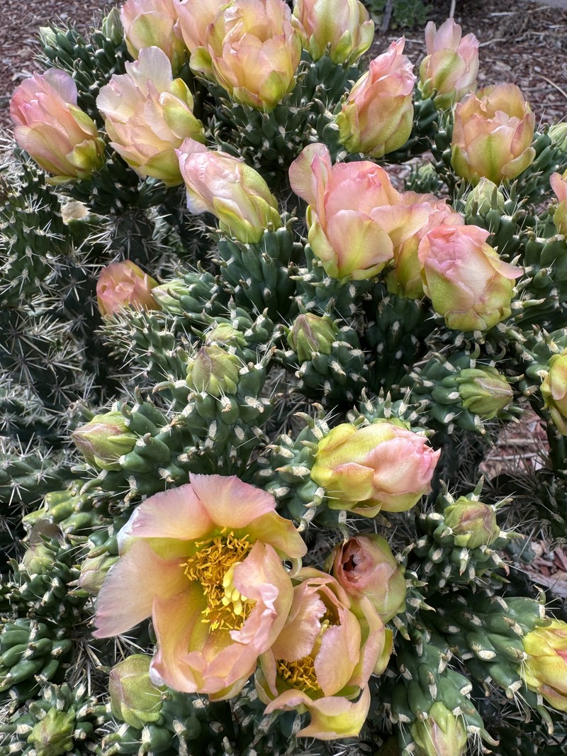 Cylindropuntia × viridiflora photo 4