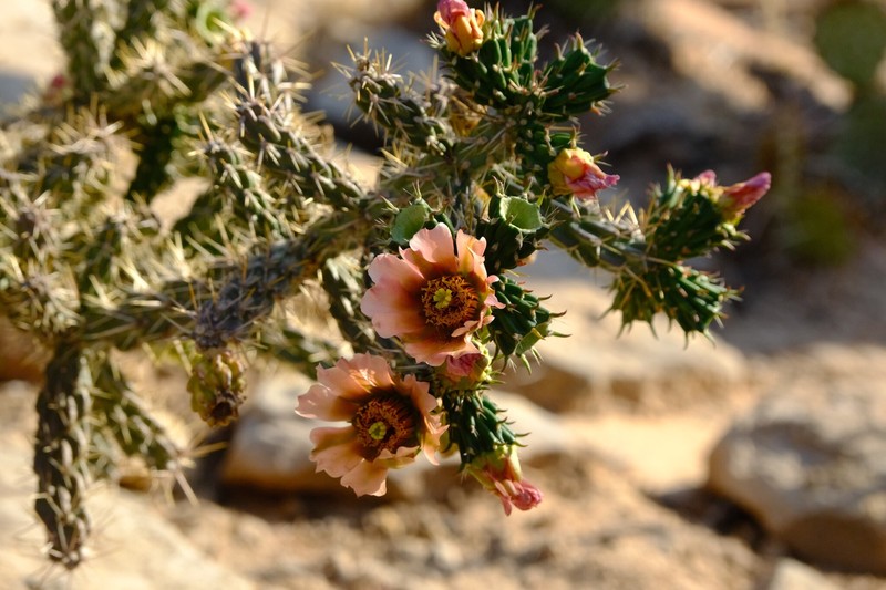 Cylindropuntia × viridiflora photo 5