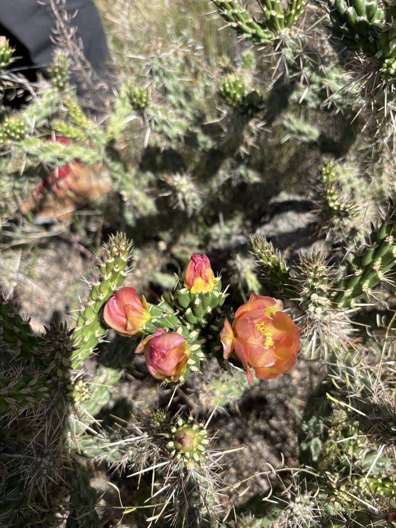 Cylindropuntia × viridiflora photo 6