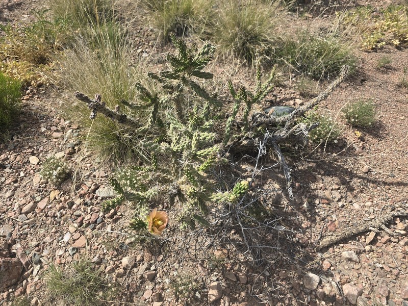 Cylindropuntia × viridiflora photo 7
