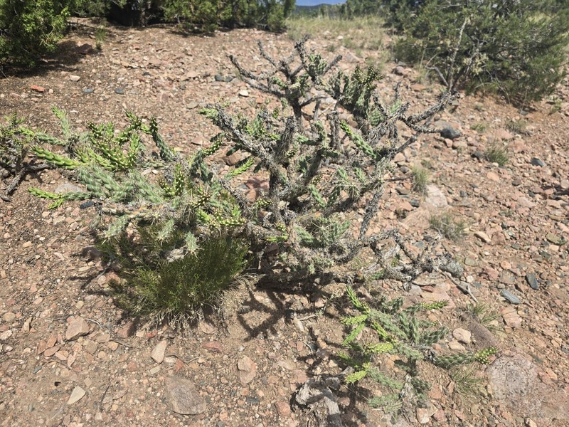 Cylindropuntia × viridiflora photo 8