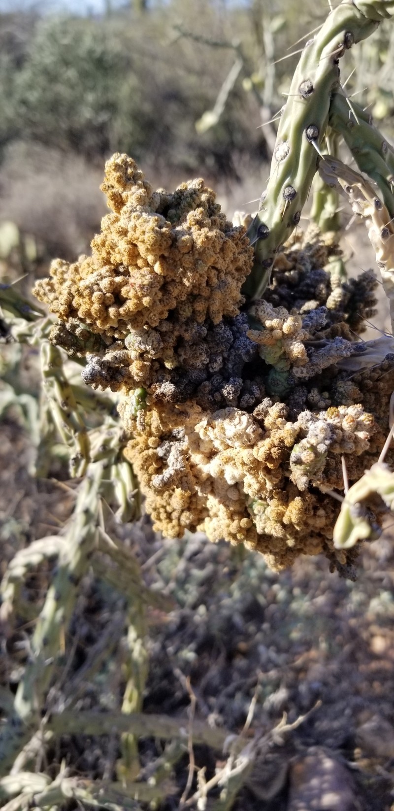 Cylindropuntia × vivipara
