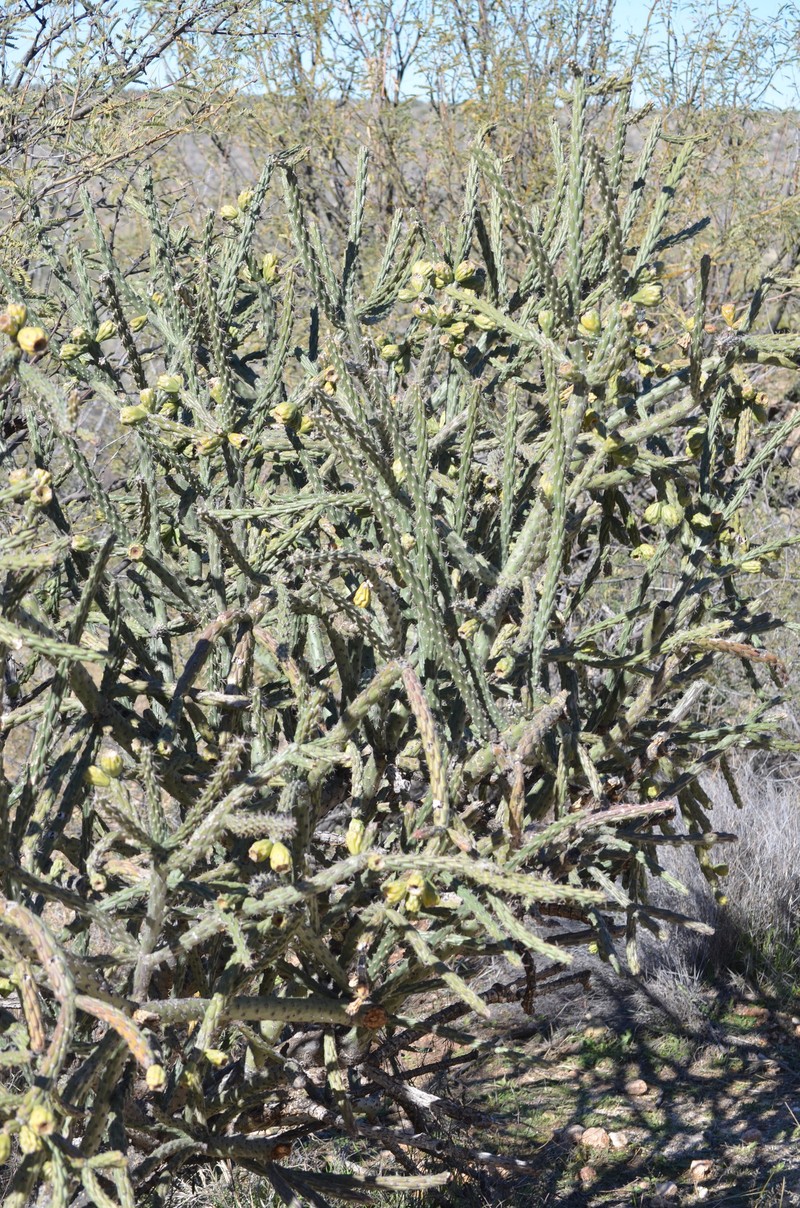 Cylindropuntia × vivipara photo 2