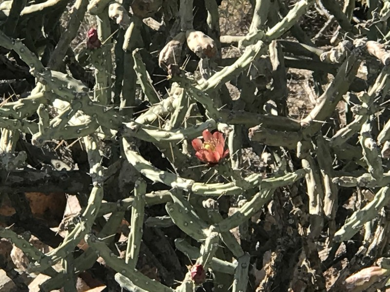 Cylindropuntia × vivipara photo 3