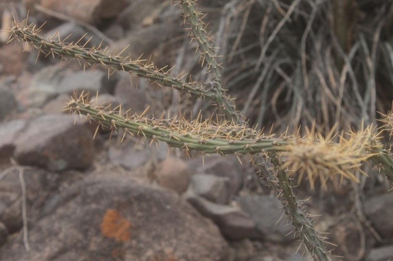 Cylindropuntia × vivipara photo 4