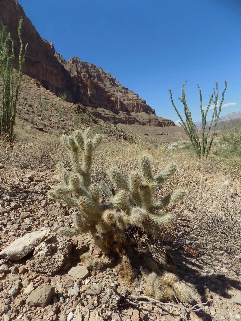 Cylindropuntia abyssi