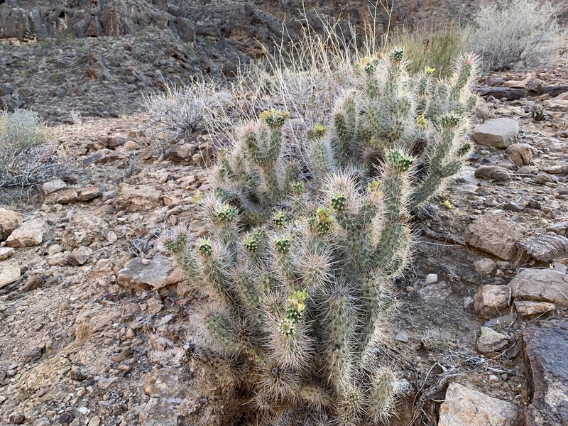 Cylindropuntia abyssi photo 2