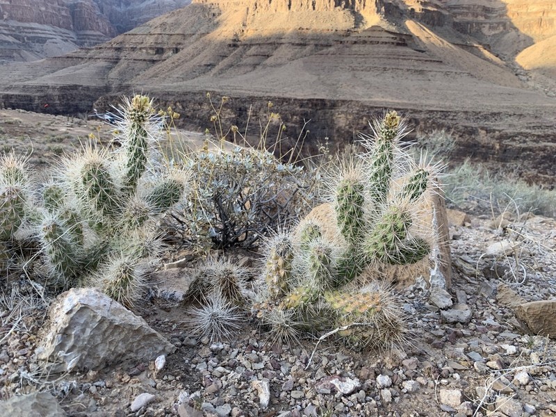 Cylindropuntia abyssi photo 3