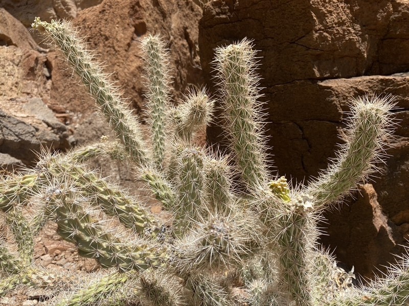 Cylindropuntia abyssi photo 4