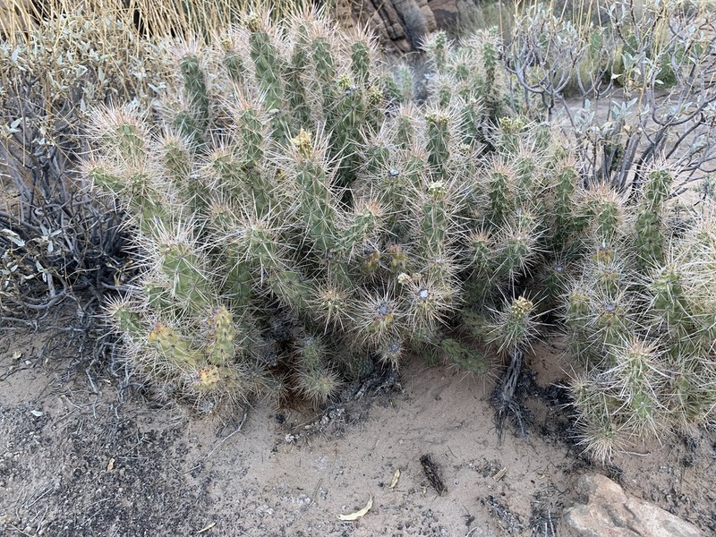 Cylindropuntia abyssi photo 5
