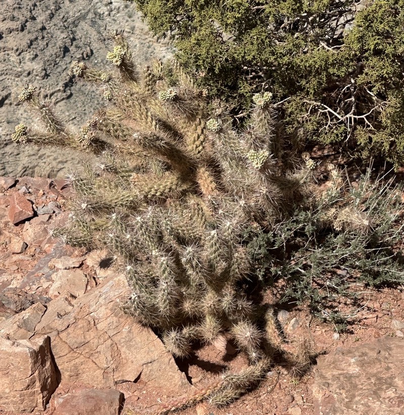 Cylindropuntia abyssi photo 6