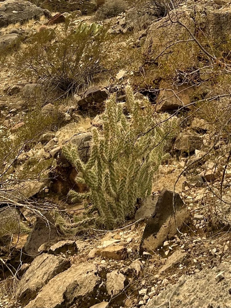 Cylindropuntia abyssi photo 7