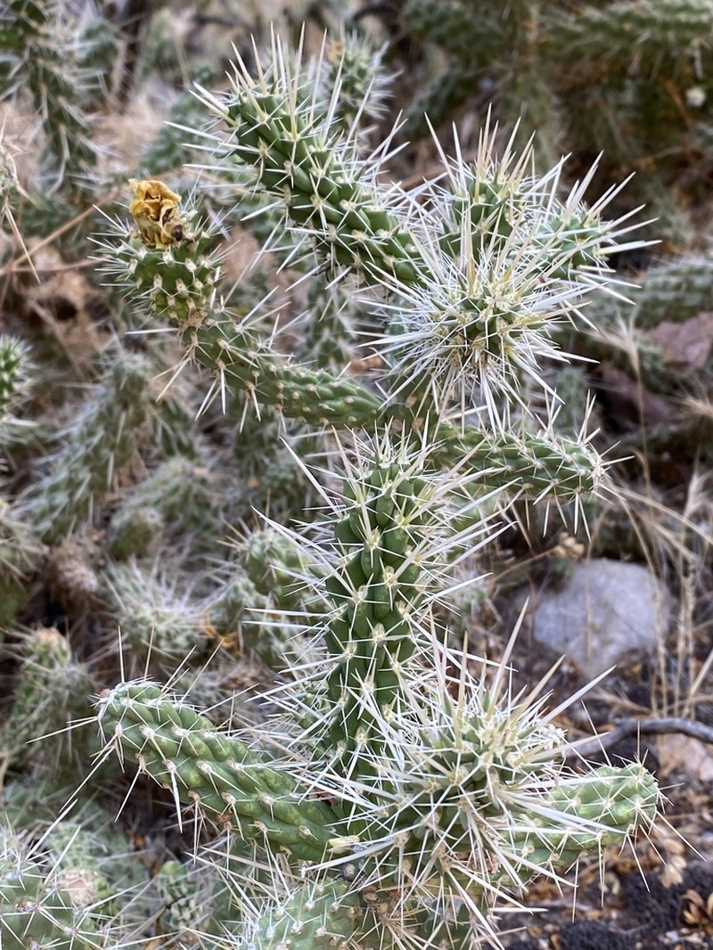 Cylindropuntia abyssi photo 8