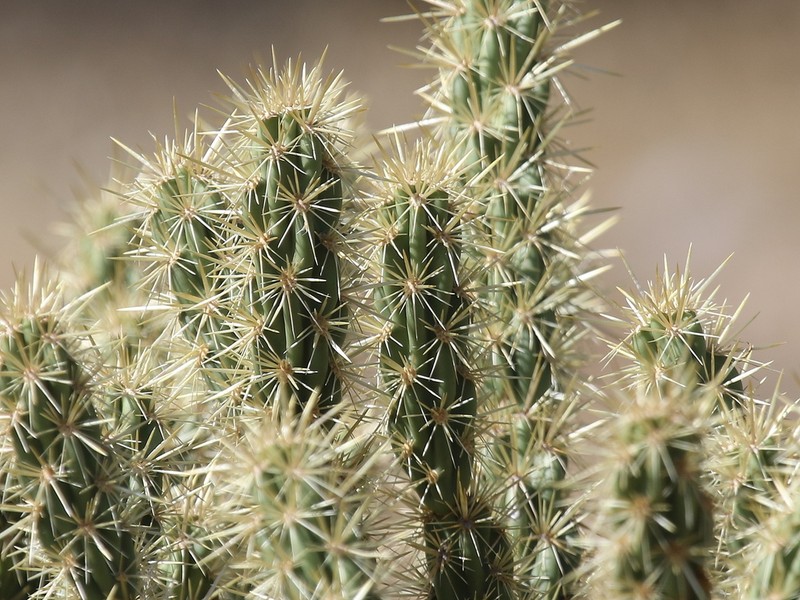 Buck-Horn Cholla