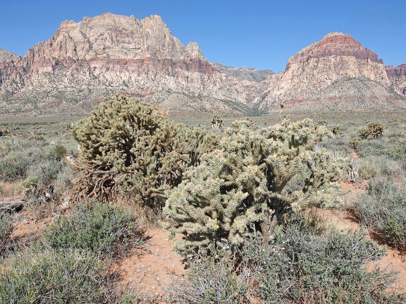 Buck-Horn Cholla photo 2
