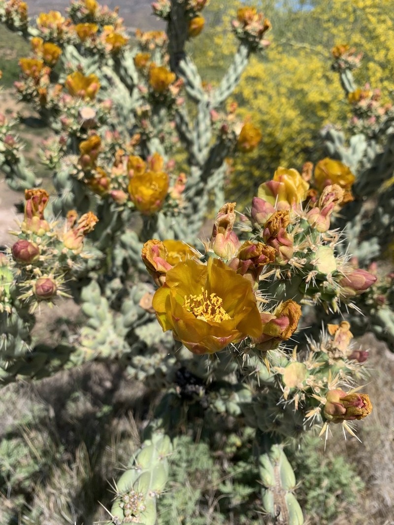 Buck-Horn Cholla photo 3