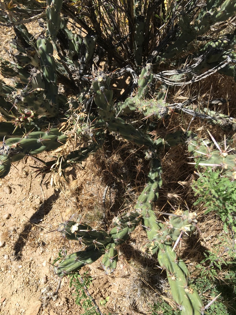 Buck-Horn Cholla photo 4