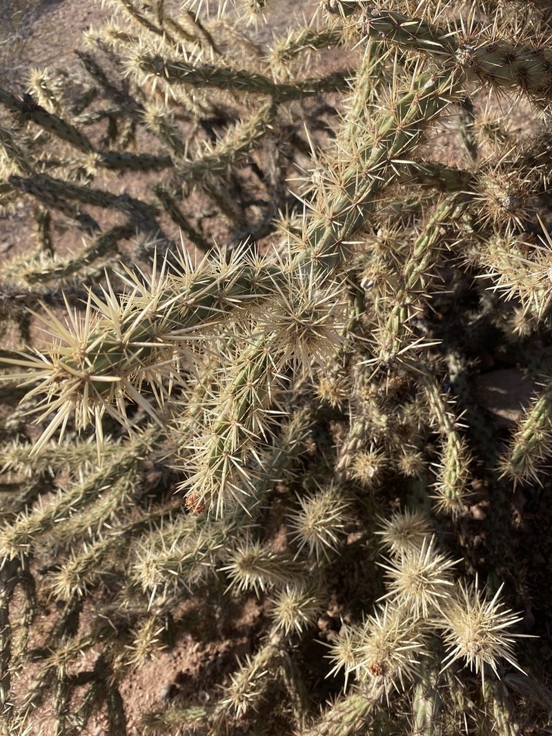 Buck-Horn Cholla photo 5