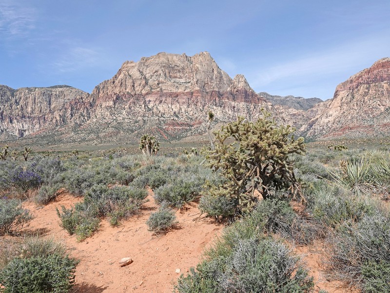 Buck-Horn Cholla photo 6