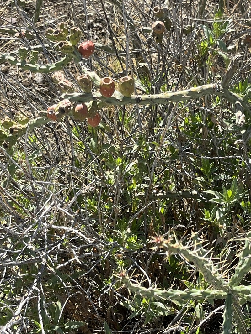 Buck-Horn Cholla photo 7