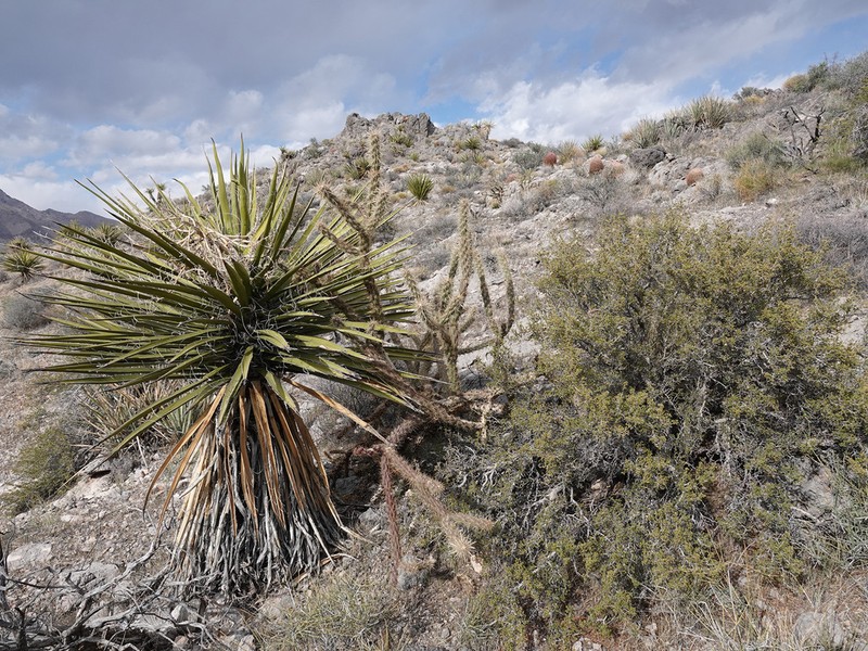 Buck-Horn Cholla photo 8