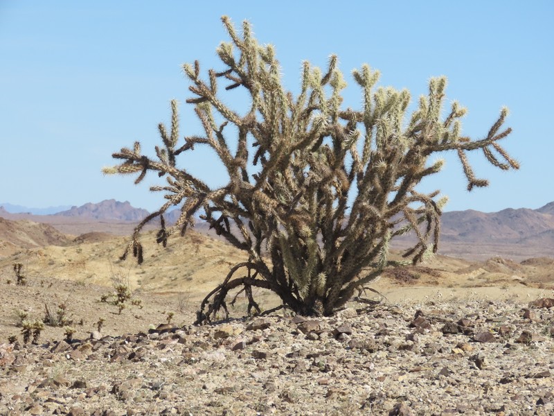 Cylindropuntia acanthocarpa subsp. acanthocarpa