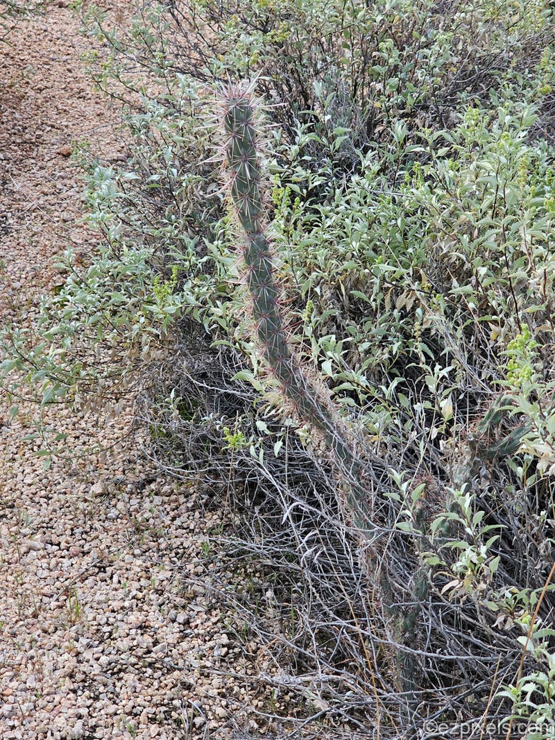 Cylindropuntia acanthocarpa subsp. acanthocarpa photo 2