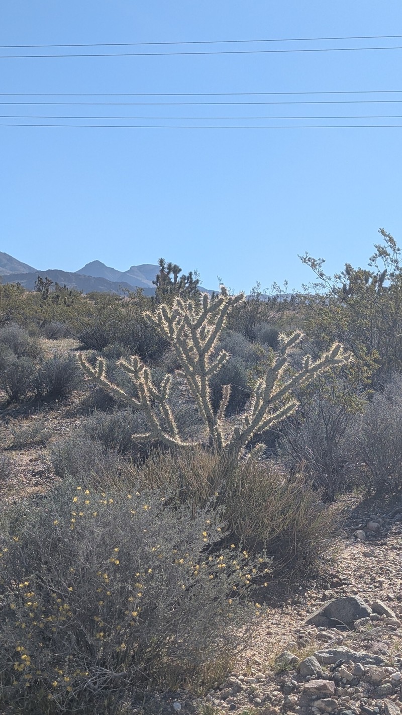 Cylindropuntia acanthocarpa subsp. acanthocarpa photo 3