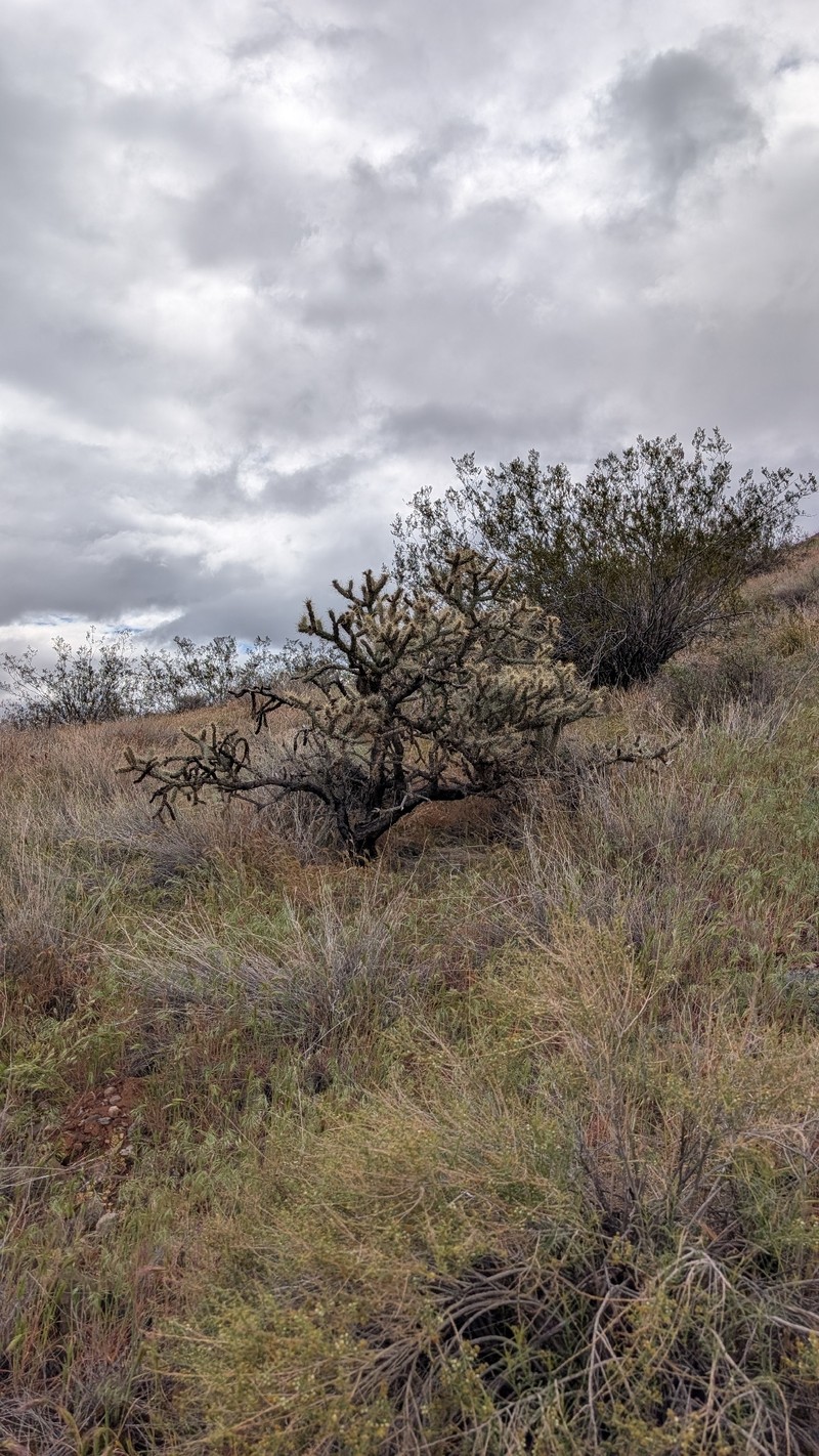 Cylindropuntia acanthocarpa subsp. acanthocarpa photo 4