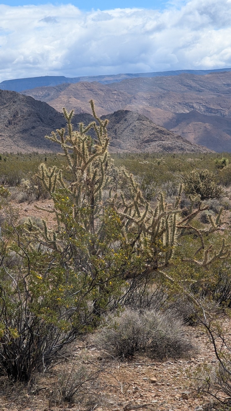 Cylindropuntia acanthocarpa subsp. acanthocarpa photo 5
