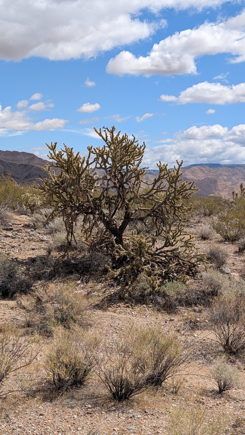 Cylindropuntia acanthocarpa subsp. acanthocarpa photo 6