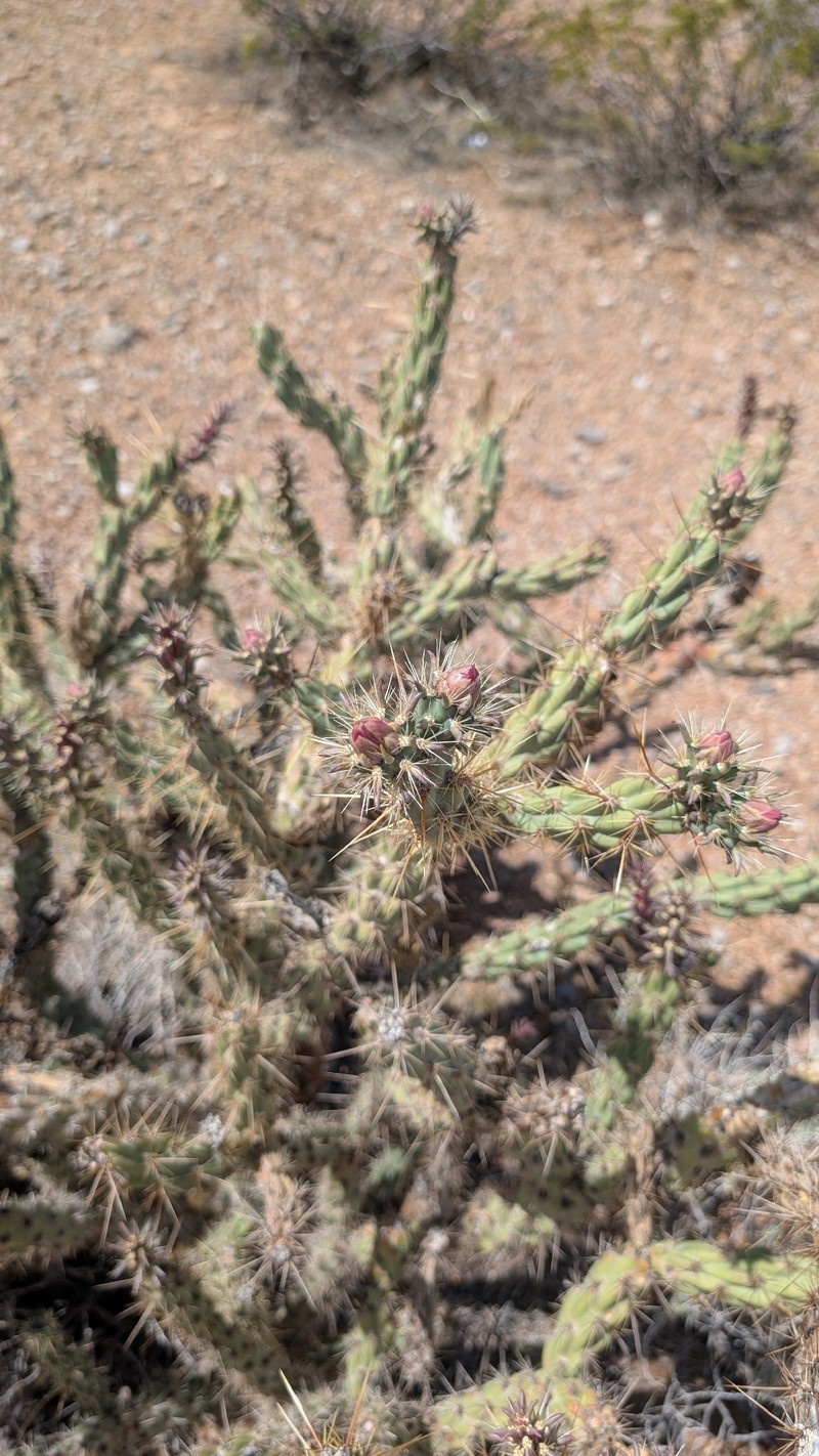 Cylindropuntia acanthocarpa subsp. acanthocarpa photo 7